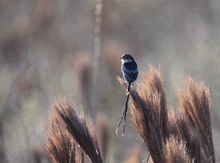 Integrante da equipe do Parque das Aves registra ave que não era visualizada há anos no Brasil