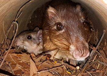 Plantel de pacas do Refúgio Biológico da Itaipu ganha novo integrante