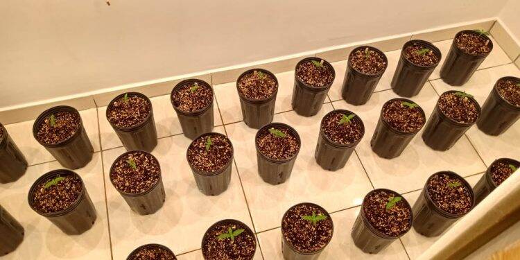 Homem cultivava maconha em estufa dentro de casa em Três Lagoas e é preso