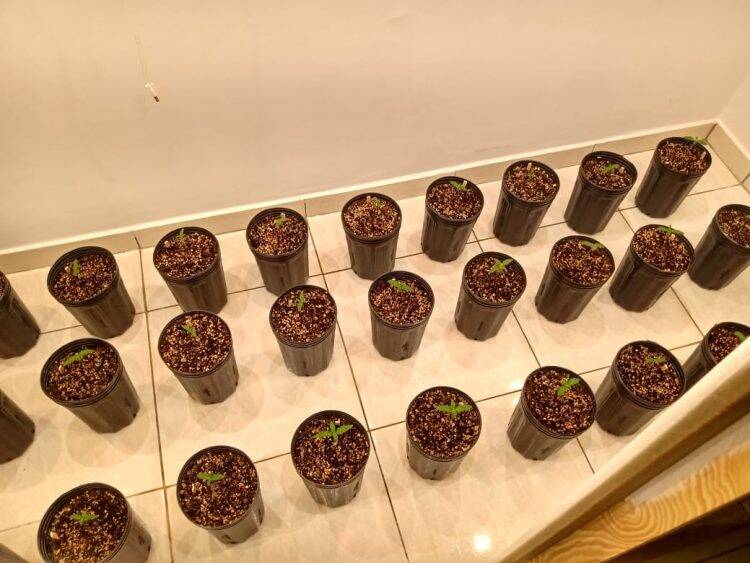 Homem cultivava maconha em estufa dentro de casa em Três Lagoas e é preso