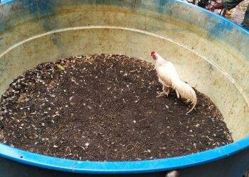 Polícia Ambiental flagra rinha de galo no centro de Foz