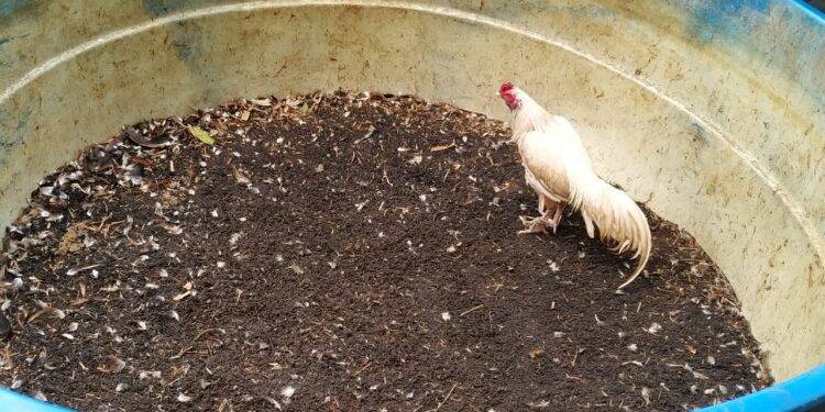Polícia Ambiental flagra rinha de galo no centro de Foz