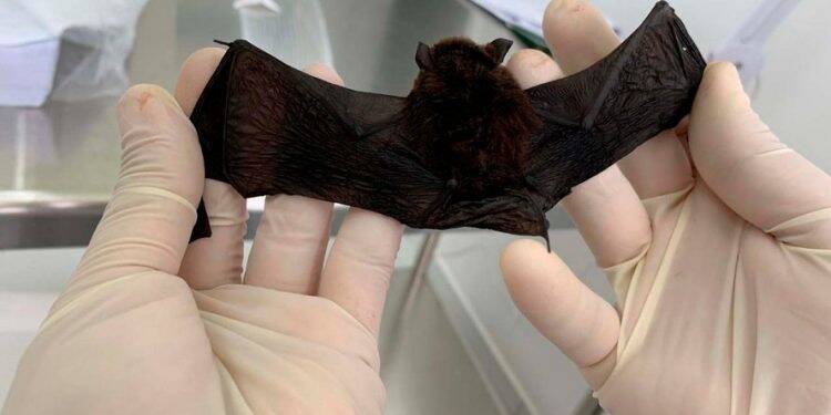 CCZ identifica morcegos contaminados pela raiva em Foz