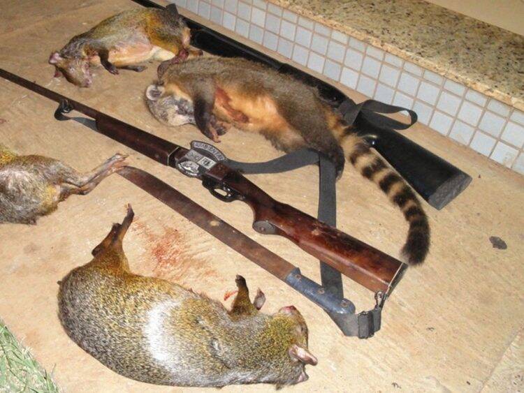 Caça e doenças: precisamos falar sobre isso