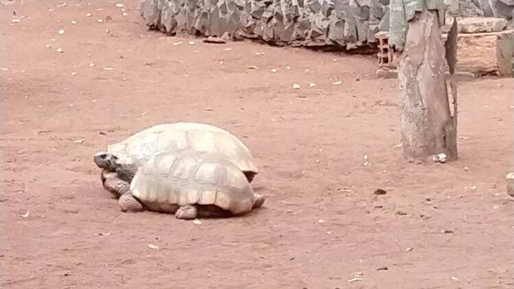 Jabutis são furtados do Bosque Guarani