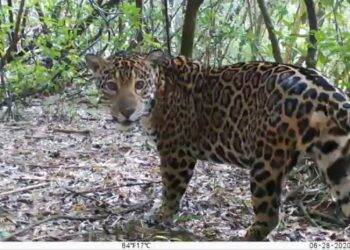 Três novos filhotes de onça pintada são fotografados no Parque Nacional