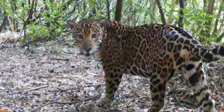 Três novos filhotes de onça pintada são fotografados no Parque Nacional