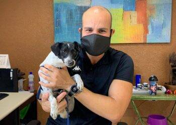 Polícia Civil do Paraná adota cachorra de rua vítima de maus-tratos