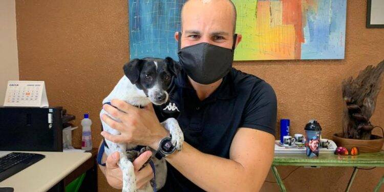 Polícia Civil do Paraná adota cachorra de rua vítima de maus-tratos