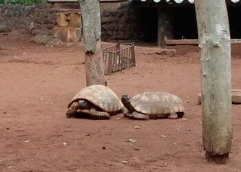 Jabutis são furtados do Bosque Guarani