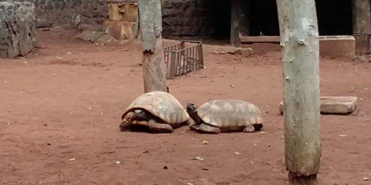 Jabutis são furtados do Bosque Guarani