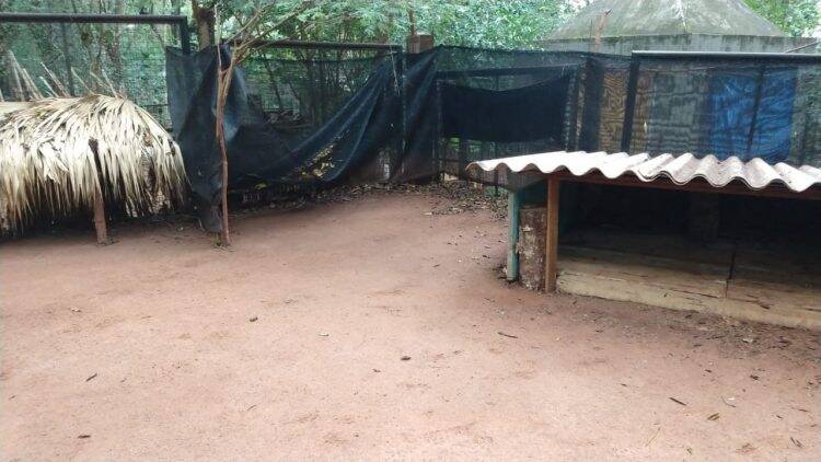 Jabutis são furtados do Bosque Guarani