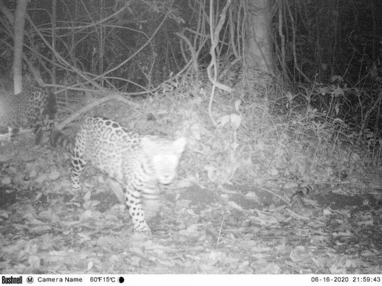 Três novos filhotes de onça pintada são fotografados no Parque Nacional