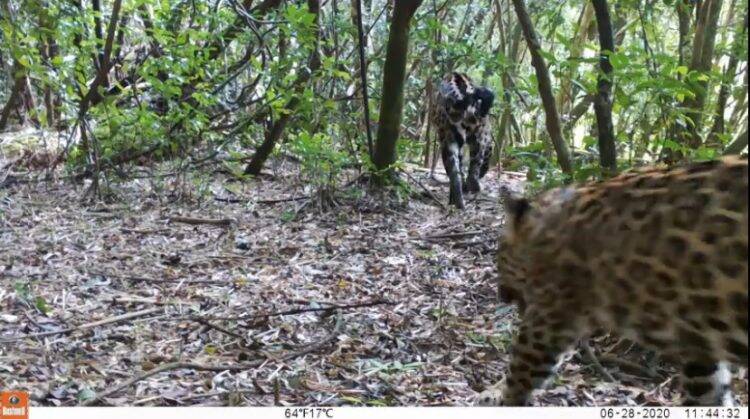 Três novos filhotes de onça pintada são fotografados no Parque Nacional