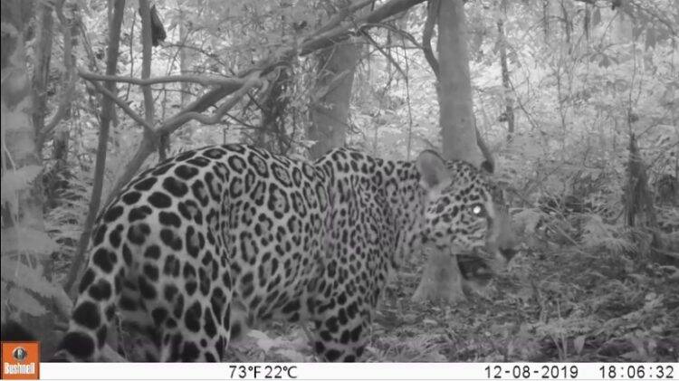 Três novos filhotes de onça pintada são fotografados no Parque Nacional