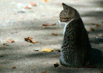 Gatos aparecem mutilados no pátio da Secretaria de Turismo, na Av. das Cataratas