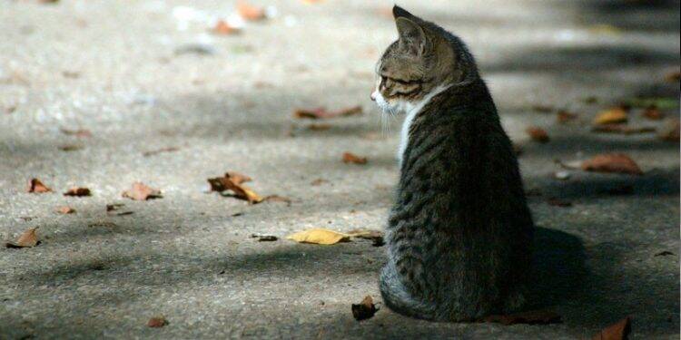 Gatos aparecem mutilados no pátio da Secretaria de Turismo, na Av. das Cataratas