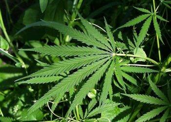 Brasil testa cannabis contra estresse em profissionais que combatem Covid-19
