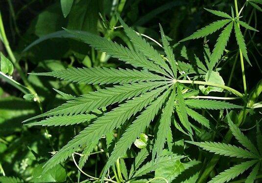 Brasil testa cannabis contra estresse em profissionais que combatem Covid-19