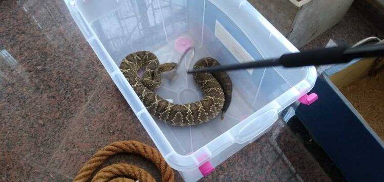 153 cobras, sendo 152 cascavéis, são recolhidas de residência no Paraná