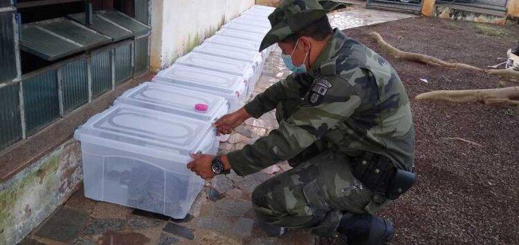 153 cobras, sendo 152 cascavéis, são recolhidas de residência no Paraná