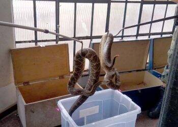 153 cobras, sendo 152 cascavéis, são recolhidas de residência no Paraná