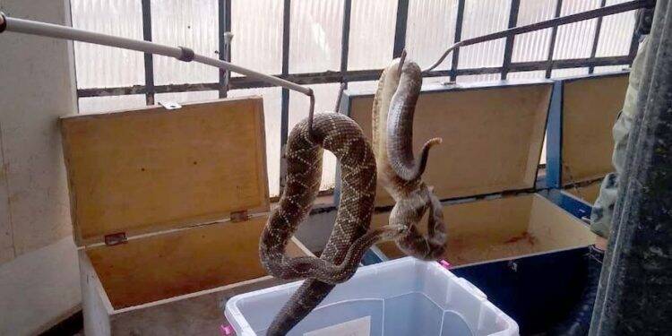 153 cobras, sendo 152 cascavéis, são recolhidas de residência no Paraná