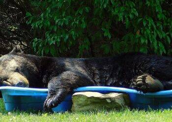 Urso é flagrado relaxando em piscina infantil de moradora dos EUA