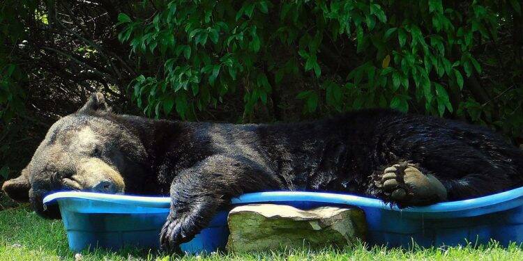 Urso é flagrado relaxando em piscina infantil de moradora dos EUA