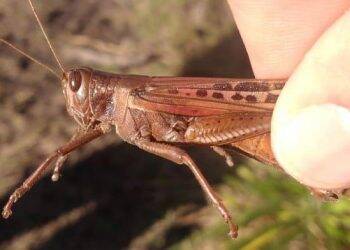 Nuvem de gafanhotos é monitorada no Paraguai