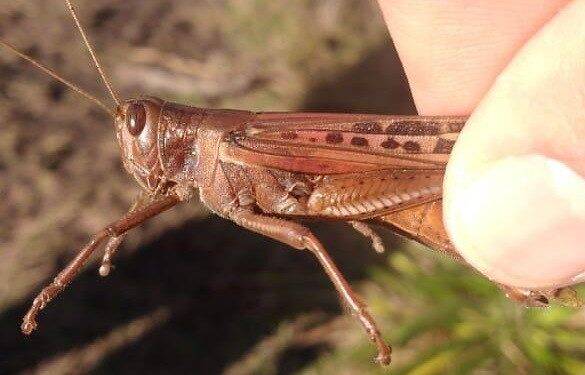 Nuvem de gafanhotos é monitorada no Paraguai