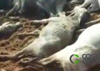 Raio mata pecuarista e várias cabeças de gado no Paraná; vídeo