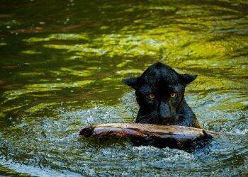 Itaipu e Conselho dos Lindeiros lançam concurso de memes ambientais