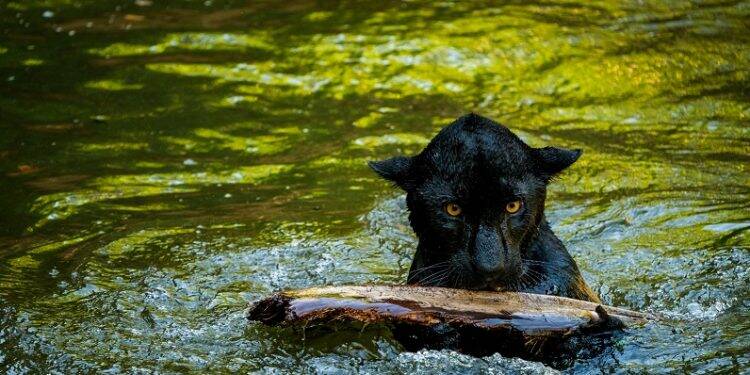 Itaipu e Conselho dos Lindeiros lançam concurso de memes ambientais