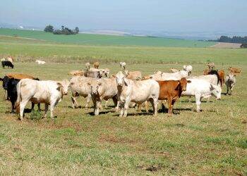 Paraná é reconhecido como estado livre de febre aftosa sem vacinação