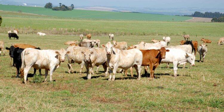 Paraná é reconhecido como estado livre de febre aftosa sem vacinação