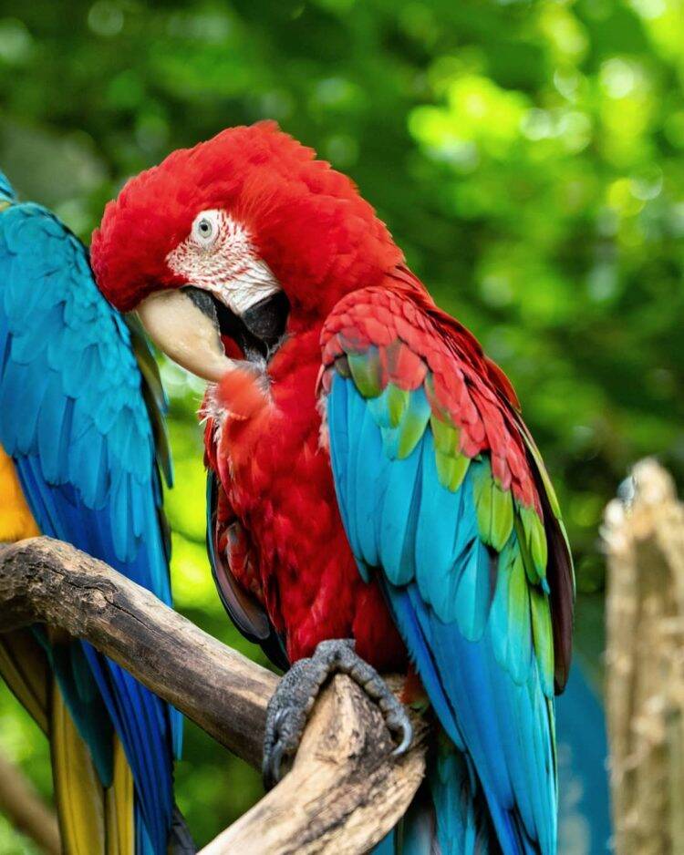 Parque das Aves reabre para visitação no dia 1⁰ de setembro