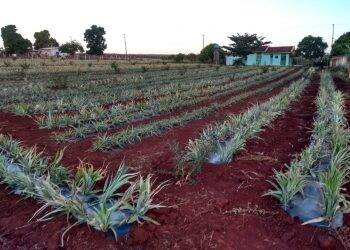 Modelo de plantio de ‘abacaxi na lona’ está em estudo como opção na região Oeste