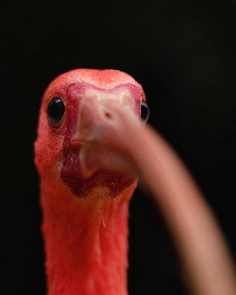 Parque das Aves reabre para visitação no dia 1⁰ de setembro