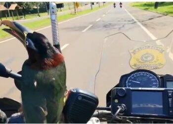 Tucano “pega carona” em motocicleta da Polícia Rodoviária Federal (PRF) em Foz