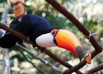 Parque das Aves reabre para visitação no dia 1⁰ de setembro