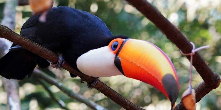 Parque das Aves reabre para visitação no dia 1⁰ de setembro