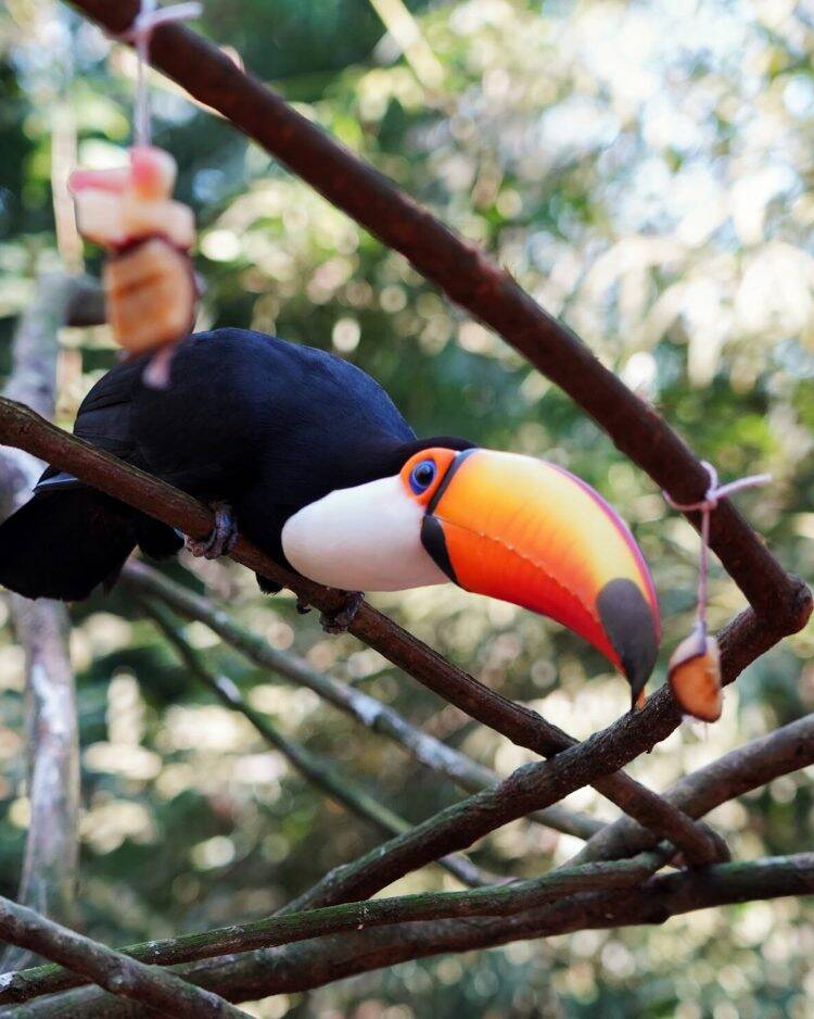 Parque das Aves reabre para visitação no dia 1⁰ de setembro