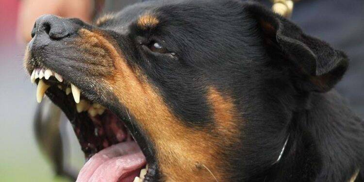 Foz registra 40 novos casos de Coronavírus em 24 horas