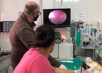 Parque das Aves salva a vida de ave resgatada