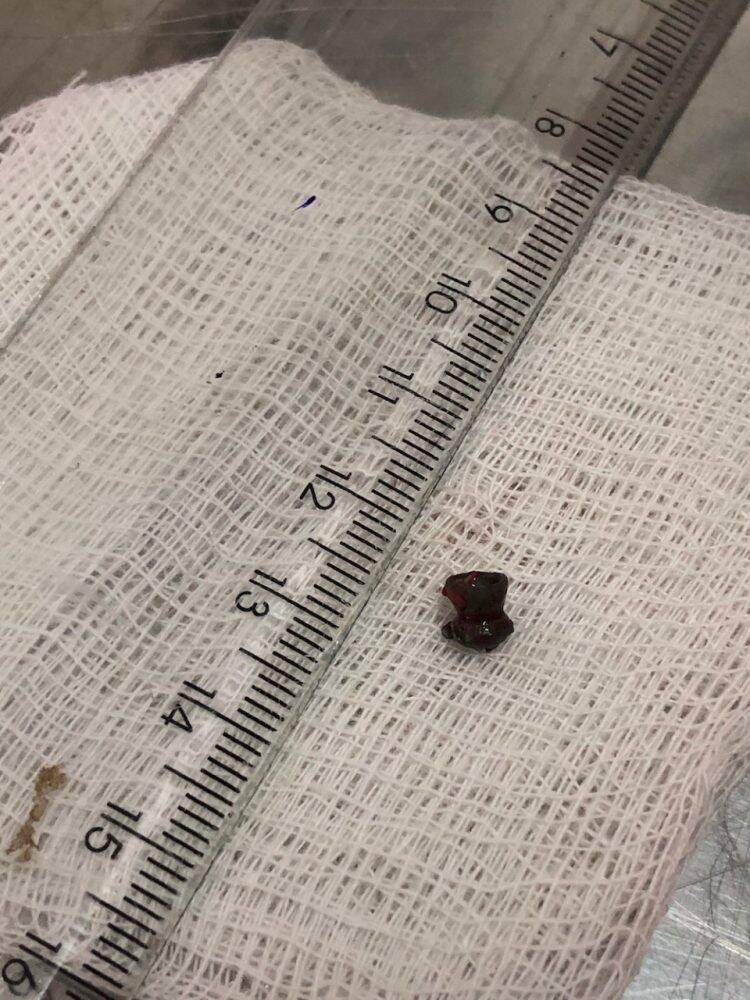 Parque das Aves salva a vida de ave resgatada