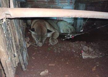 Onça parda é capturada em porão de residência, em Quedas do Iguaçu