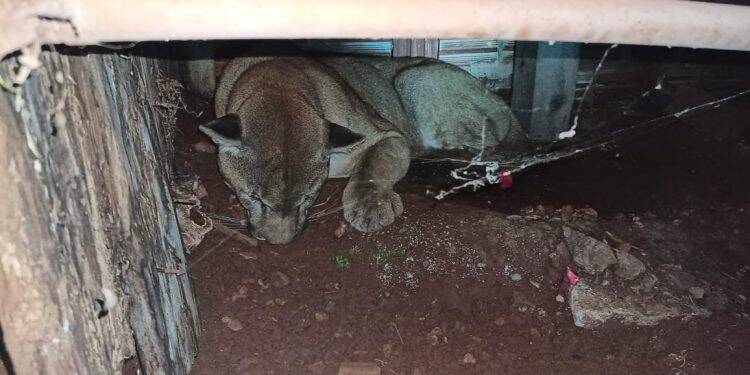 Onça parda é capturada em porão de residência, em Quedas do Iguaçu