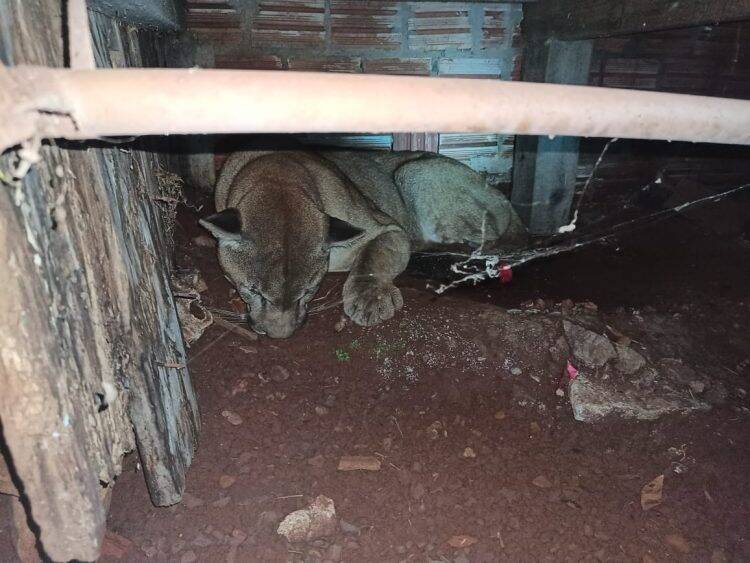 Onça parda é capturada em porão de residência, em Quedas do Iguaçu