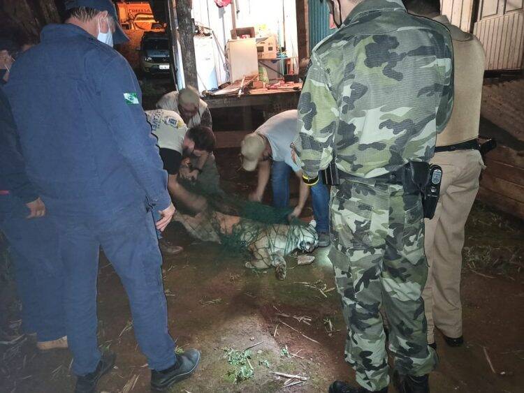 Onça parda é capturada em porão de residência, em Quedas do Iguaçu